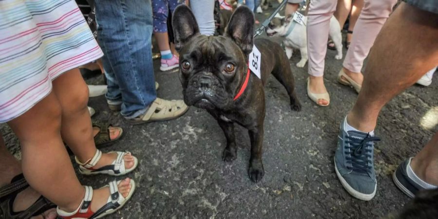 Französische Bulldoggen gehören zu den Hunden, denen die Hitze besonders Mühe macht.