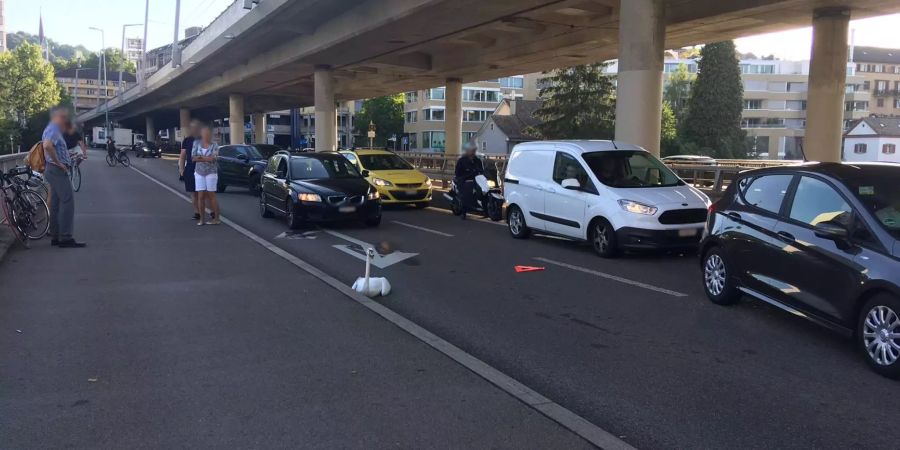 Der Schwan auf der Zürcher Wipkingerbrücke blockiert den Verkehr.