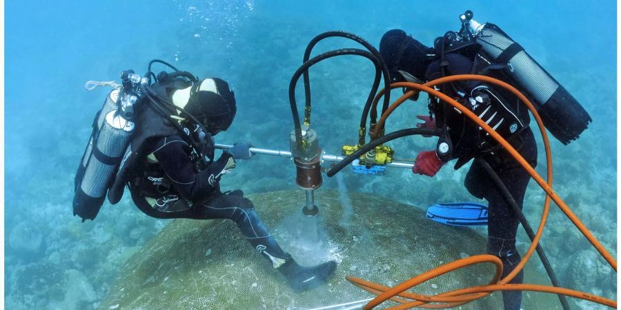 Einige Korallen können vom Meeresklima erzählen, zum Beispiel diese 322 Jahre alte Steinkoralle. Um an ihre Geschichte zu kommen, bohren Forschende einen Kern heraus. Bild: John Butscher, IRD-Centre de Noumea, New Caledonia