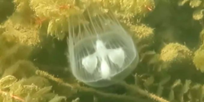 Eine Süsswasserqualle der Gattung Craspedacusta sowerbii. Eine Süsswasserqualle der Gattung Craspedacusta sowerbii.
