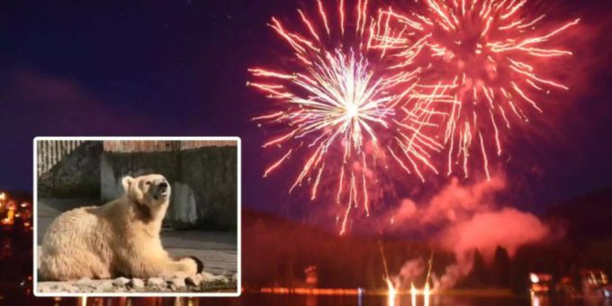 Feuerwerk abgesagt - Bündner wollen ihren Bär am 1. August schützen