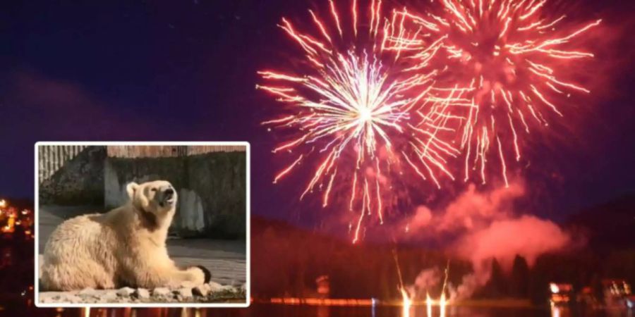 Bär Napa ist den Arosern wichtiger als das 1. August-Feuerwerk.