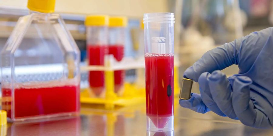Nanomagnete im Labortest – die Teilchen fischen Giftstoffe aus einer verdünnten Blutprobe. Bild: Wyss Zürich