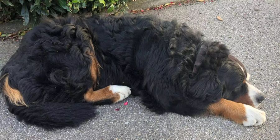 Auch dieser Berner Sennenhund gehört zur Familie von SVP-Nationalrat.