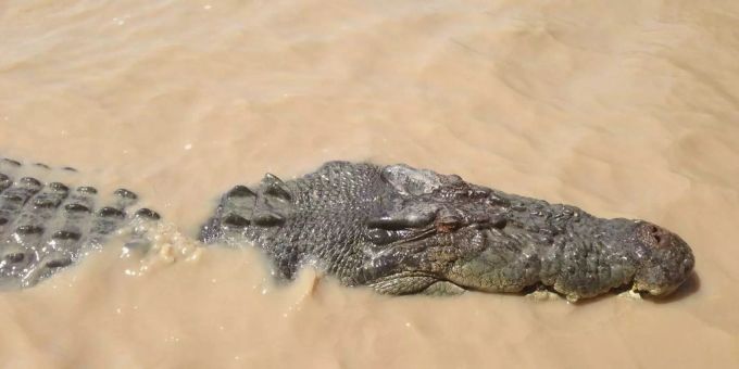 In armen Gebieten Südafrikas müssen die Menschen ihre Wäsche oft von Hand in Gewässern waschen, wo Krokodile und Nilpferde lauern. (Symbolbild) Krokodil