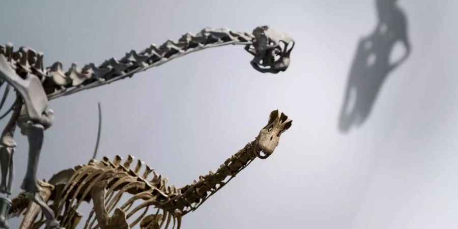 Aus Angst vor den Dinos versteckten sich die Ursäugetiere tagsüber.