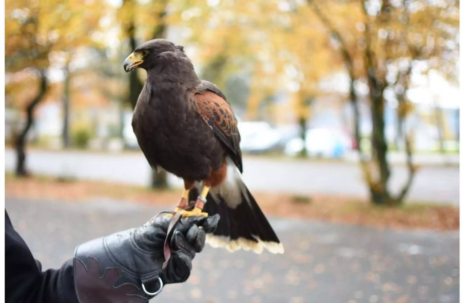 Der Greifvogel stammt ursprünglich aus Südamerika.