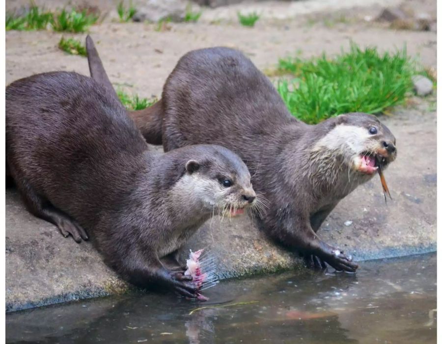 Da sich die Tiere von Fischen ernähren, kann es zu Interessenskonflikten mit der Angelfischerei und mit Fischzuchtanlagen kommen.