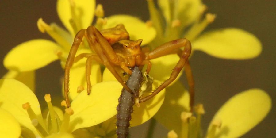 Auf der Blüte des Glatt-Brillenschötchens verspeist eine Krabbenspinne eine Raupe. So wird sie für die Pflanze zum Rettungsengel. Bild: Anina C. Knauer