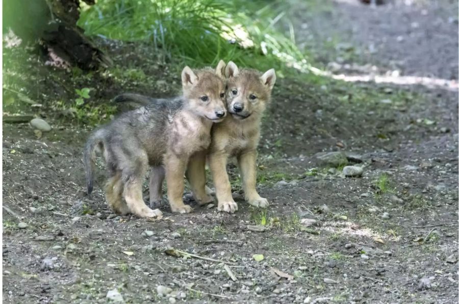 Die Jungtiere wurden am 1. Mai geboren.