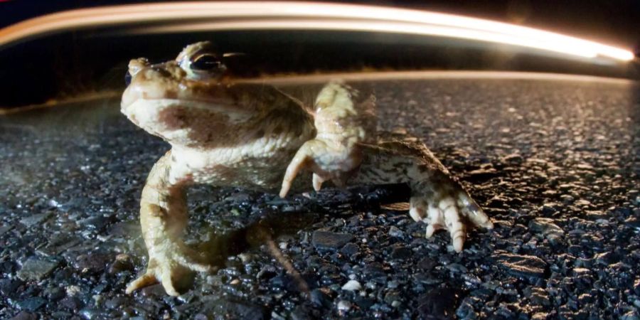 Meteo warnt vor Kröten-Klima. In den Nächten auf Montag und Dienstag müssen Autofahrer besonders aufpassen.