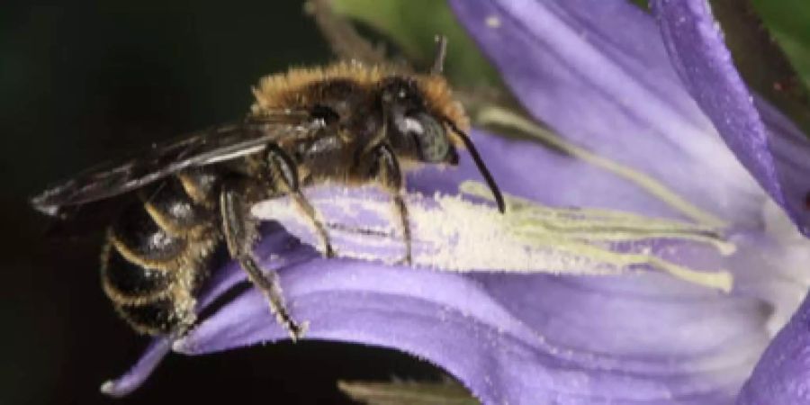 Die Glockenblumen-Scherenbiene ist hochspezialisiert. Experten fürchten, dass sie wegen Pflanzenschutzgiften aussterben könnte