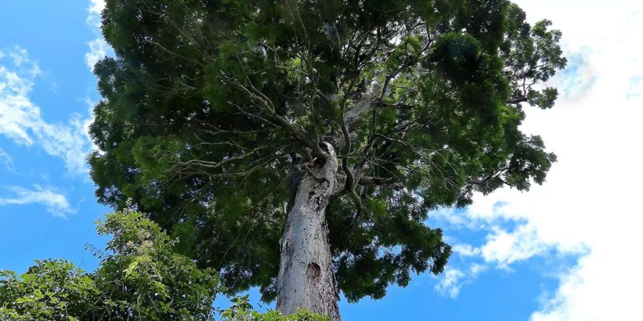 Nicht alle entdeckten Arten sind klein: Der in Brasilien gefundene Baum «Dinizia jueirana-facao» kann bis zu 40 Meter hoch und bis zu 56'000 Kilogramm schwer werden, seine Frucht wird einen halben Meter lang. Allerdings sind von dem Baum bislang nur 25 Exemplare bekannt, er gilt deshalb als vom Aussterben bedroht.