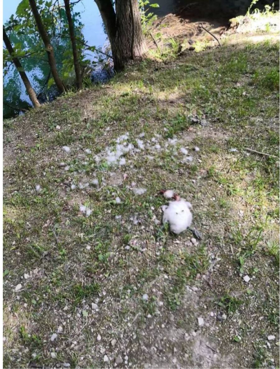 Dieser kleine hatte noch mehr Pech und wurde von einem Hund gebissen.