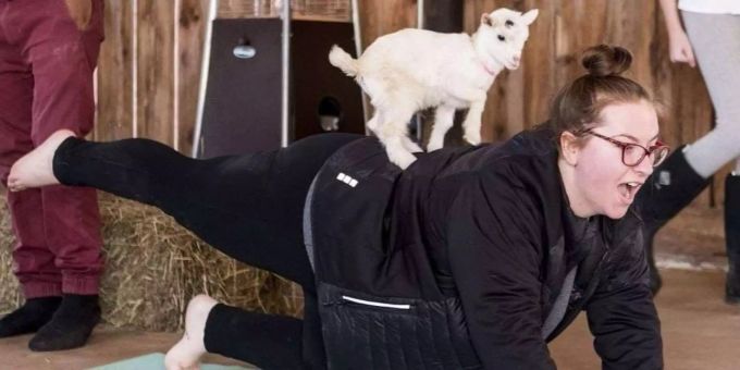 New York - Gesundheitsbehörde verhindert Yoga-Kurse mit Ziegen