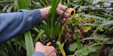 Topfpflanzen Triebe vertrocknet faulig