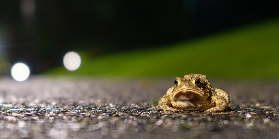 Kröten Amphibien Frühling laichen