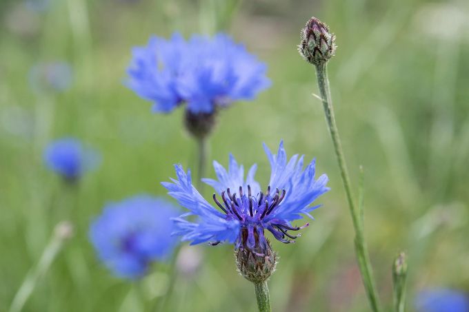 Schöne Blüten in intensivem Blau: Auch die Kornblume gehört zu den winterharten Einjährigen. Kornblume Blau Einjährige Blüten