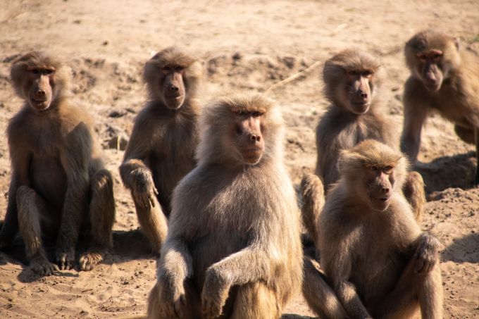 Eine Gruppe Paviane sitzt zusammen (Symbolbild) pavian