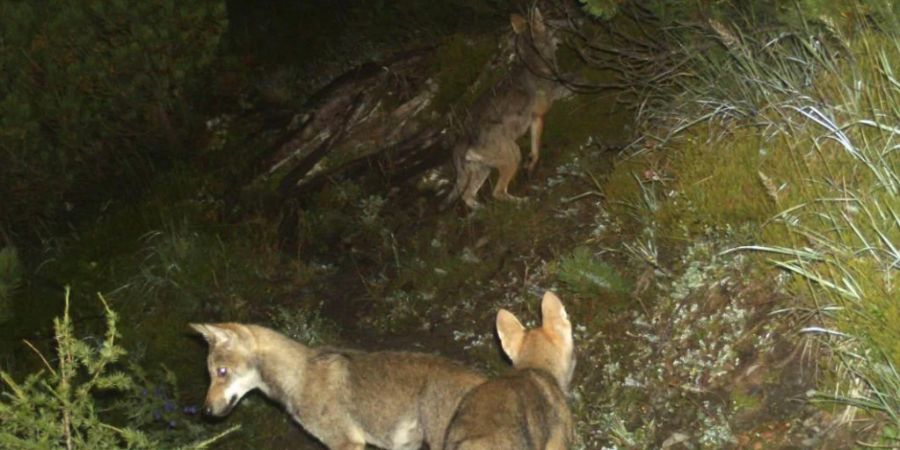 Das erste Wolfsrudel Graubündens bildete sich am Calanda, wo 2014 Jungwölfe in eine Fotofalle tappten. Mittlerweile leben im Kanton zehn Rudel. (Archivbild)