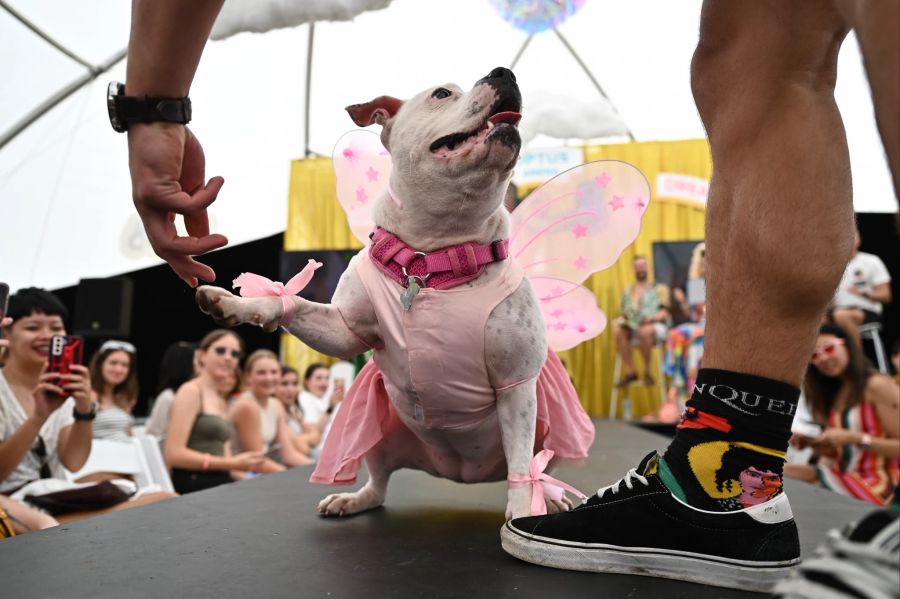 Sydney WorldPride 2023 fair day