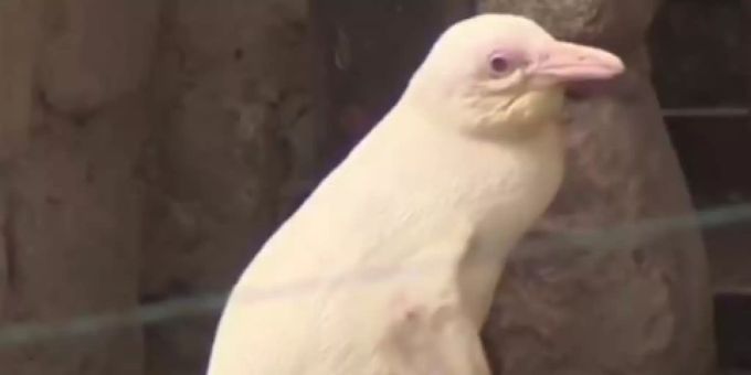 Zoo Danzig - Albino-Pinguin zeigt sich erstmals in der Öffentlichkeit