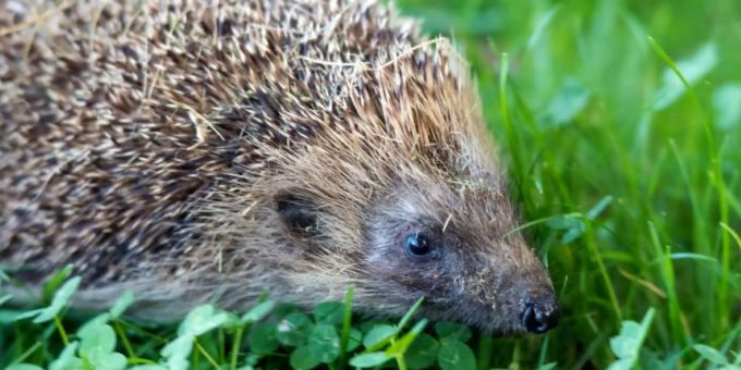 Igel Igel