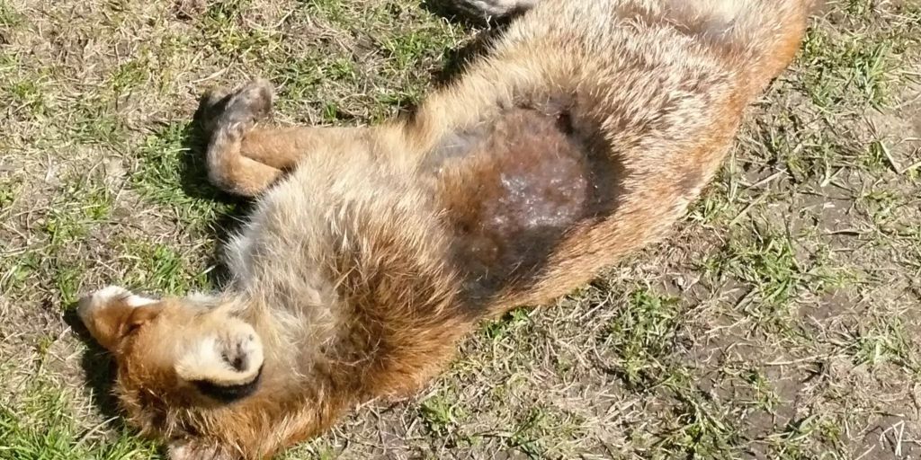 Fuchsräude befällt im Zürcher Unterland Menschen