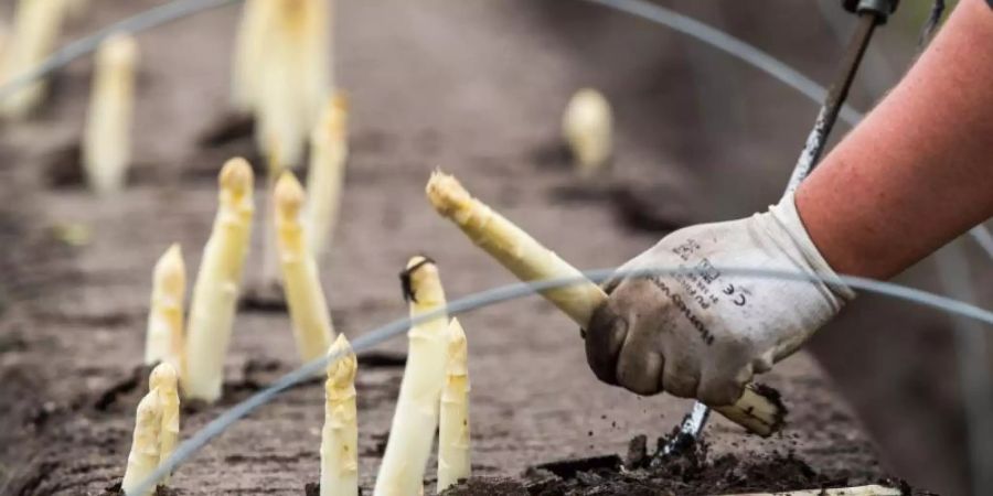 Polnische Helfer ernten auf einem Feld den ersten Spargel der Saison. Foto: Jens Büttner/Illustration