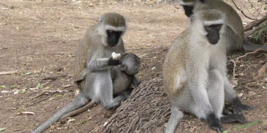 Südliche Grünmeerkatzen verständigen sich mit sehr differenzierten Schreien.