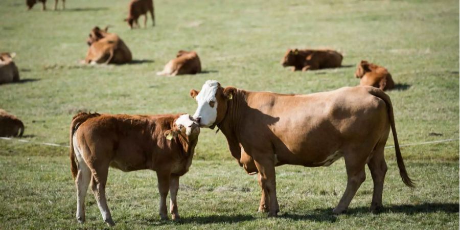 Die Fair-Food-Initiative kommt vors Volk.