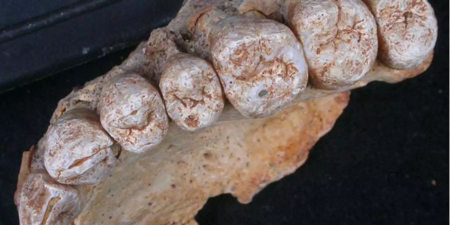 Ein Teil des Oberkiefers und acht Zähne des 180'000 Jahre alten Homo sapiens.