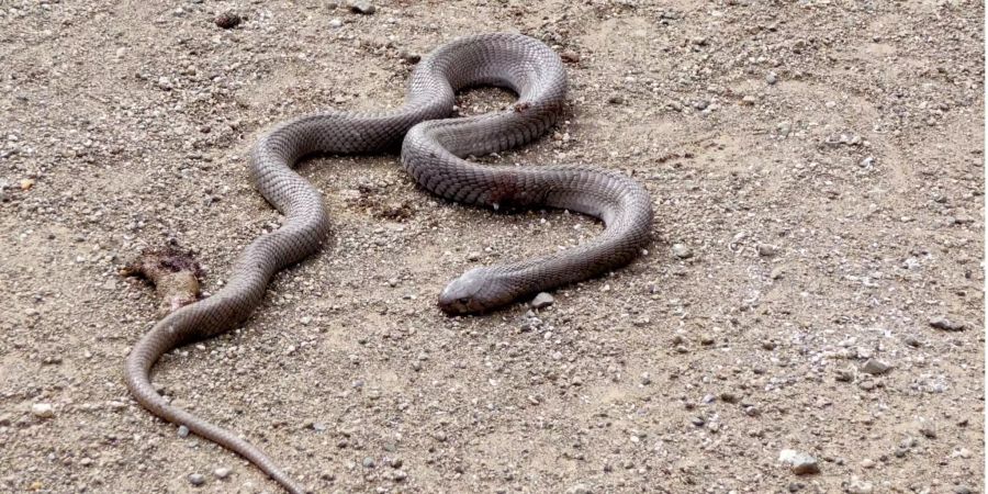 Eine Schwarze Mamba auf dem Boden.