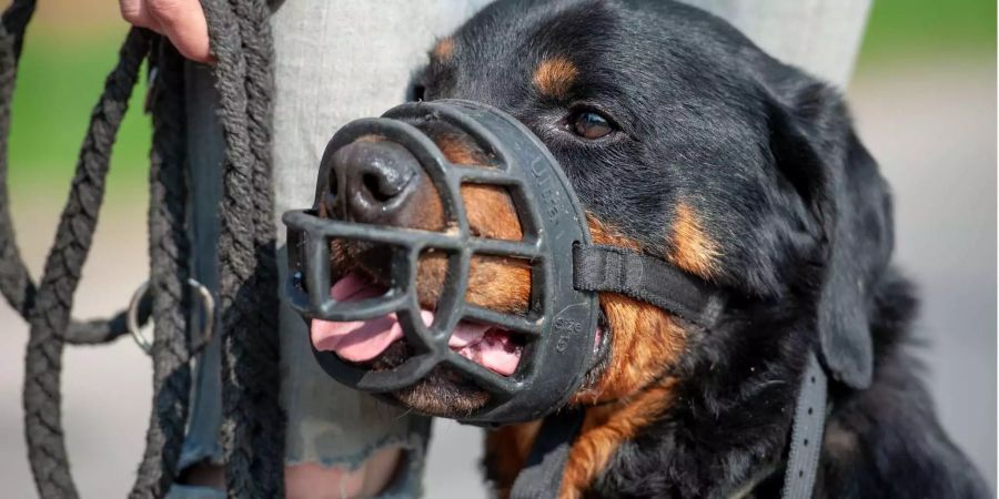 Der Rottweiler Apollo aus der «Hellhound Foundation» – Betreuung für verhaltensauffällige Hunde – trägt einen Maulkorb.