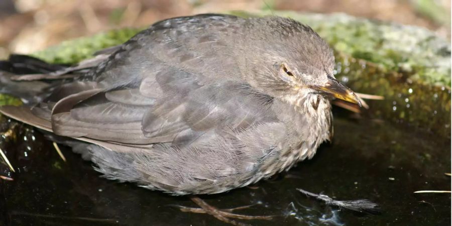 Vom Usutu-Virus befallene Amsel.