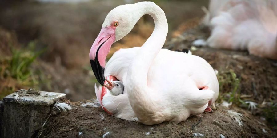 Der kleine Flamingo im Walter Zoo in Gossau SG.