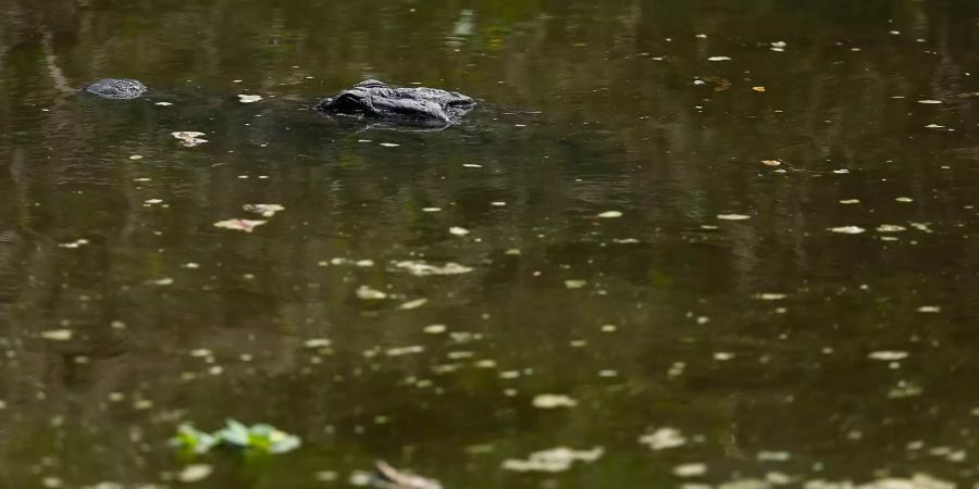 Ein Alligator blickt aus dem Wasser eines Kanals in den USA.