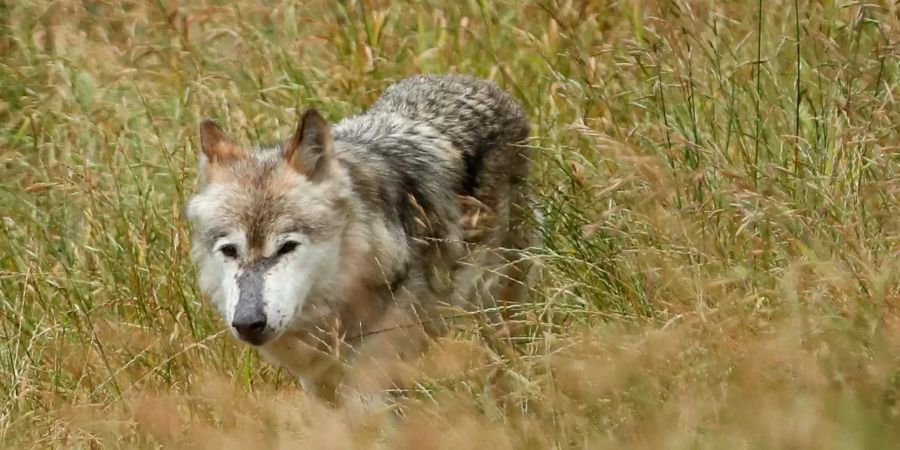 Der Wolf treibt in Uri sein Unwesen.