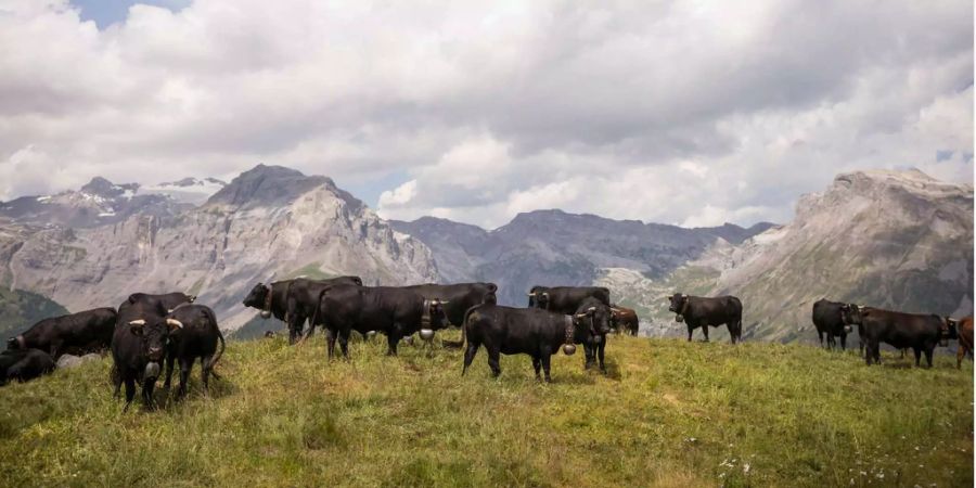 Eringer Kühe weiden auf der Alp Chetzeron oberhalb Crans-Montana.