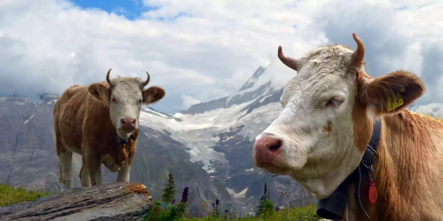 Weidende Rinder gehören ins Schweizer Landschaftsbild. Doch sie produzieren das Treibhausgas Methan – ihre Milch und ihr Fleisch schaden somit der Umwelt. Bildquelle: pxhere