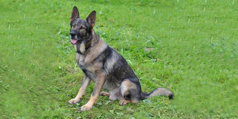 Polizeihund «Mitch» von der Luzerner Polizei.