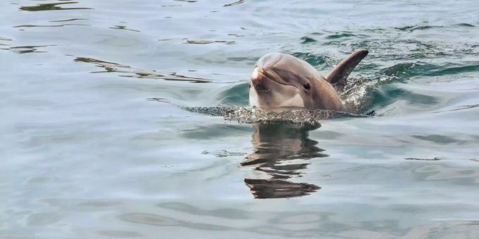Delfine landen häufig als «Beifang» unerwünscht in Fischernetzen und sterben. Delfin