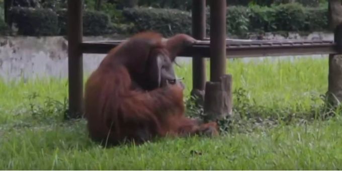 Der Orang-Utan raucht mit grosser Selbstverständlichkeit, die ihm ins Gehege geworfene Zigarette. Der Orang-Utan raucht mit grosser Selbstverständlichkeit, die ihm ins Gehege geworfene Zigarette.