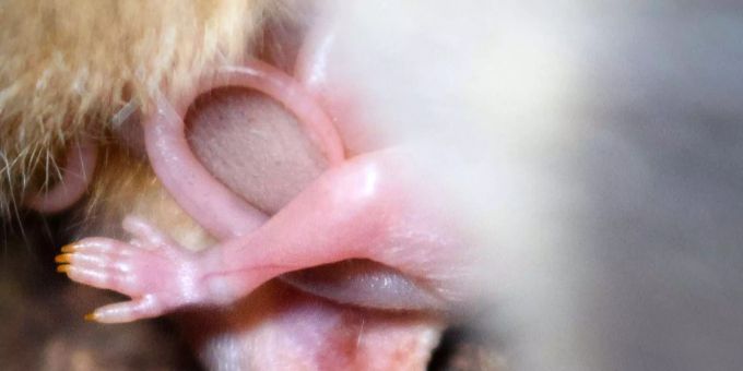 In Cernier NE sind Opossums zur Welt gekommen. In Cernier NE sind Opossums zur Welt gekommen.