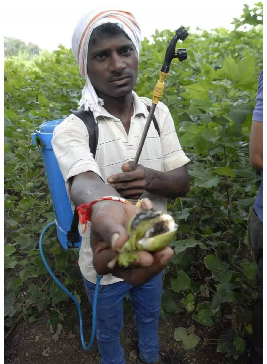 Ein Arbeiter auf einer Baumwollplantage in Yavatmal (IND) zeigt eine beschädigte Kapselfrucht während er die Felder mit Pestiziden besprüht.
