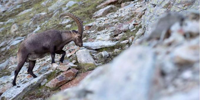 Rund 60 Steinböcke erkletterten die steilen Wände für eine besondere Leckerei. (Archivbild) Steinbock