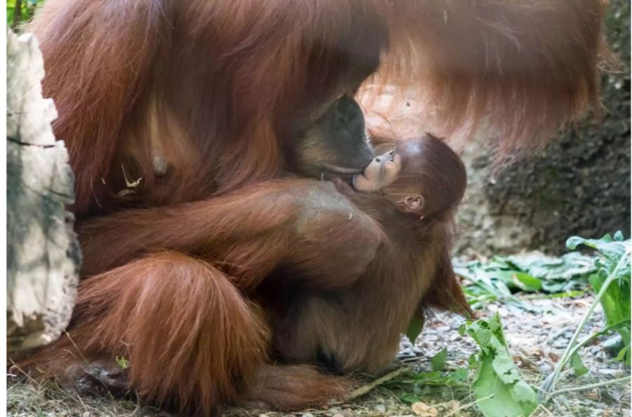 Padma (indonesisch für «Wasserlilie») ist bereits das zweite Junge von Mutter Maia.