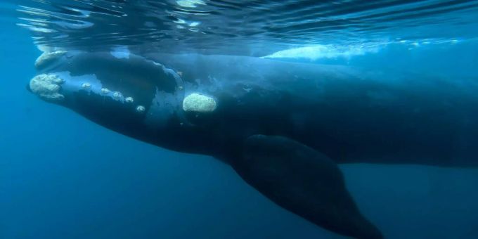 In Australien - Retter kämpfen weiter um Buckelwal in Hai-Netz