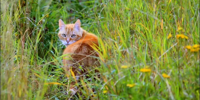 Nationalrat Gegen Chip Obligatorium Für Katzen