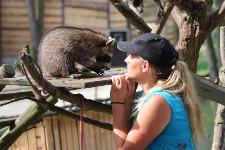 Im Park können die Besucher beobachten wie die Tiere beschäftigt werden.